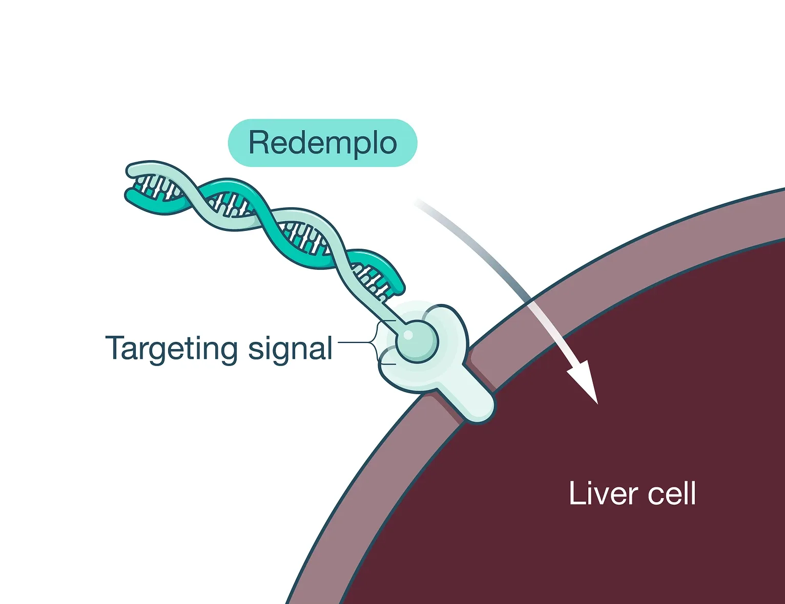 Redemplo® (plozasiran)'s target signal entering a liver cell