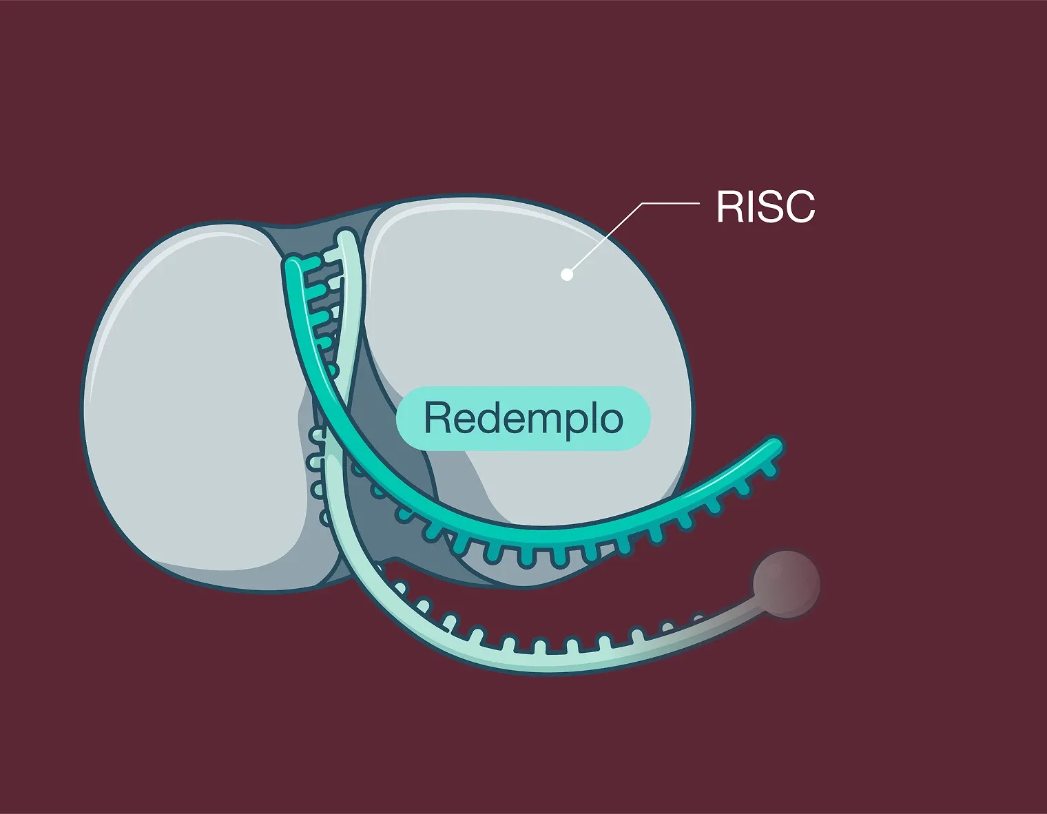 Redemplo® (plozasiran) inside RISC